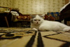 dsc06754.jpg 5472x3648 5456K