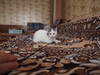 pc021157.jpg 4032x3024 8554K