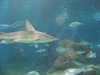 IMG_2711.jpg 800x600 265K