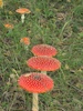 pa034421.jpg 1200x1600 689K