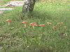 pa034412.jpg 800x600 189K