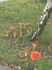 pa034414.jpg 450x600 186K