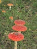 pa034421.jpg 450x600 154K